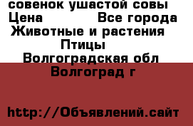 совенок ушастой совы › Цена ­ 5 000 - Все города Животные и растения » Птицы   . Волгоградская обл.,Волгоград г.